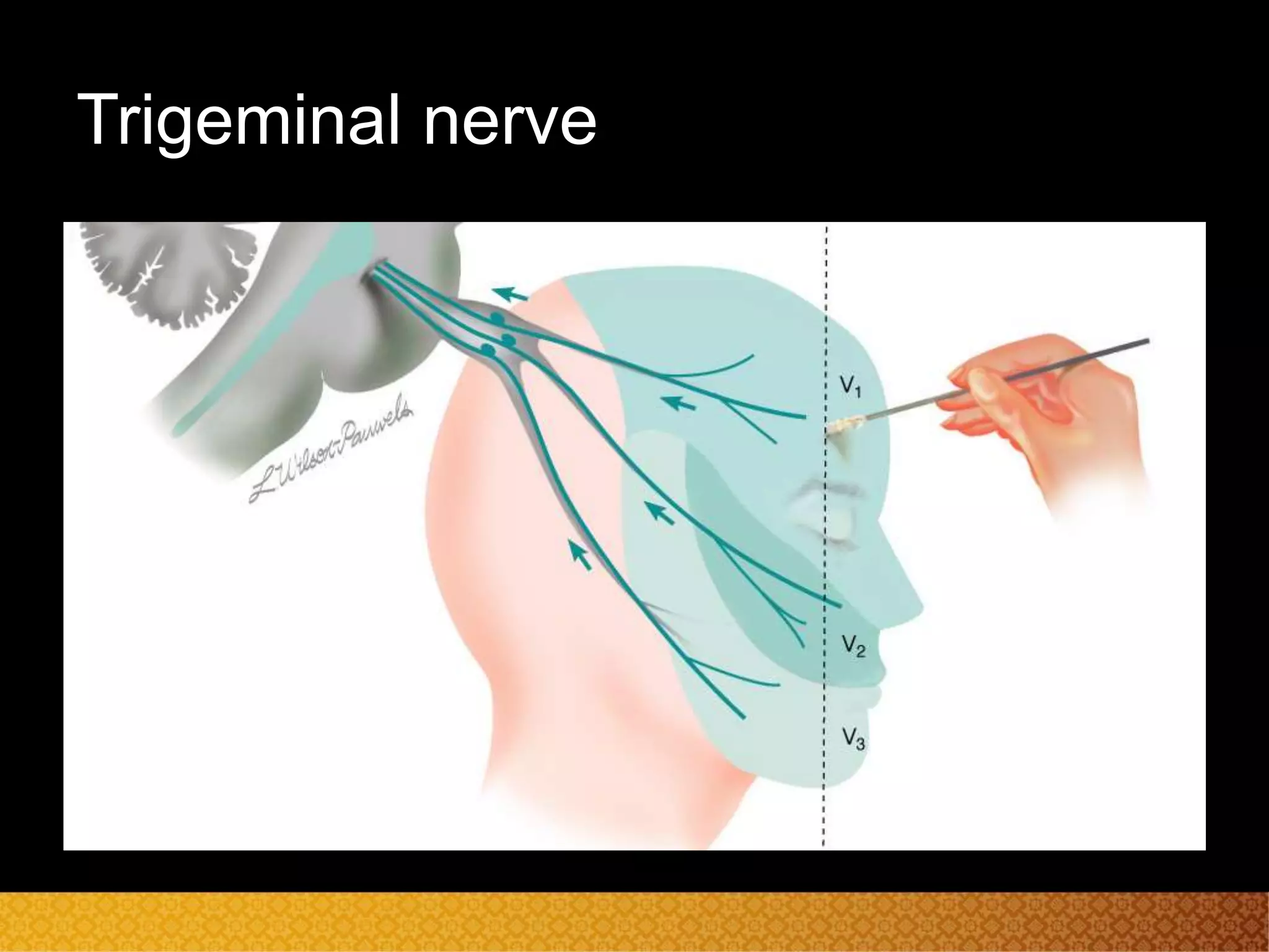 Trigeminal nerve and facial nerve neuroanatomy | PPT