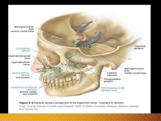 Trigeminal nerve and facial nerve neuroanatomy | PPTX