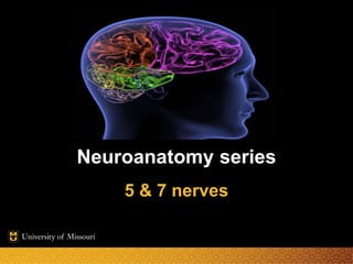 Neuroanatomy series
5 & 7 nerves
 