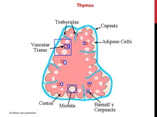 Thymus
Dr Nidesh mds pedodontics
 