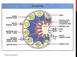 Dr Nidesh mds pedodontics
 