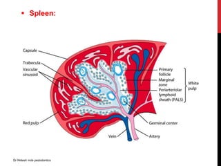  Spleen:
Dr Nidesh mds pedodontics
 