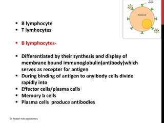  B lymphocyte
 T lymhocytes
 B lymphocytes-
 Differentiated by their synthesis and display of
membrane bound immunoglobulin(antibody)which
serves as recepter for antigen
 During binding of antigen to anyibody cells divide
rapidly into
 Effector cells/plasma cells
 Memory b cells
 Plasma cells produce antibodies
Dr Nidesh mds pedodontics
 