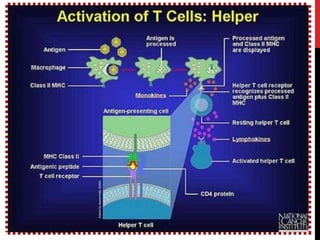 Dr Nidesh mds pedodontics
 