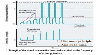 • Strength of the stimulus above the threshold is coded as the frequency
of action potentials
 