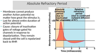 Absolute Refractory Period
• Membrane cannot produce
another Action potential no
matter how great the stimulus is.
• Last for almost entire duration of
action potential.
• Cause: closure of inactivation
gates of voltage gated Na
channels in response to
depolarization. They remain
closed until the cell is repolarized
back to RMP.
 