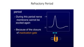 Refractory Period
• Absolute refractory
period
– During this period nerve
membrane cannot be
excited again
– Because of the closure
of inactivation gate
-70
+30
outside
inside
 