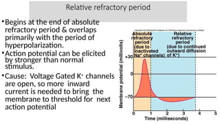 Relative refractory period
•Begins at the end of absolute
refractory period & overlaps
primarily with the period of
hyperpolarization.
•Action potential can be elicited
by stronger than normal
stimulus.
•Cause: Voltage Gated K+ channels
are open, so more inward
current is needed to bring the
membrane to threshold for next
action potential
 