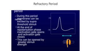 Refractory Period
• Relative refractory
period
– During this period
nerve
membrane can be
excited by supra
threshold stimuli
–At the end of
repolarisation phase
inactivation gate opens
and activation gate
closes
–This can be opened by
greater stimuli
strength
-70
+30
outside
inside
 