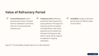 Value of Refractory Period
Forward Movement: Action
potential only moves in forward
direction. Backward current flow
does not re-excite previously
activated area.
Frequency Limit: Refractory
period also limits frequency of
action potential. The longer the
refractory period, the greater
the delay before a new action
potential can be initiated and
the lower the frequency with
which a nerve cell can respond
to repeated or ongoing
stimulation.
Variability: Length of refractory
period varies for different types
of nerve fibers.
Figure 31: The excitability changes that occur in after potential.
 