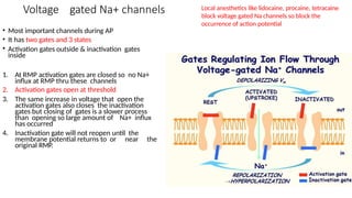 Voltage gated Na+ channels
• Most important channels during AP
• It has two gates and 3 states
• Activation gates outside & inactivation gates
inside
1. At RMP activation gates are closed so no Na+
influx at RMP thru these channels
2. Activation gates open at threshold
3. The same increase in voltage that open the
activation gates also closes the inactivation
gates but closing of gates is a slower process
than opening so large amount of Na+ influx
has occurred
4. Inactivation gate will not reopen until the
membrane potential returns to or near the
original RMP.
Local anesthetics like lidocaine, procaine, tetracaine
block voltage gated Na channels so block the
occurrence of action potential
 