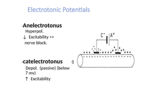 Electrotonic Potentials
-Anelectrotonus
Hyperpol.
↓ Excitability >>
nerve block.
-catelectrotonus
Depol. (passive) (below
7 mv)
↑ Excitability
 