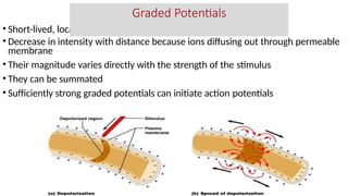 • Short-lived, local changes in membrane potential
• Decrease in intensity with distance because ions diffusing out through permeable
membrane
• Their magnitude varies directly with the strength of the stimulus
• They can be summated
• Sufficiently strong graded potentials can initiate action potentials
Graded Potentials
 