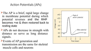 Action Potentials (APs)
The AP is a brief, rapid large change
in membrane potential during which
potential reverses and the RMP
becomes +ve & then restored back to
resting state
APs do not decrease in strength with
distance so serve as long distance
signals.
Events of AP generation and
transmission are the same for skeletal
muscle cells and neurons
 