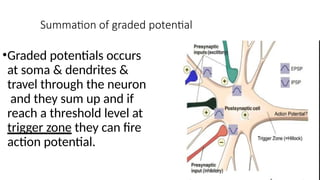 Summation of graded potential
•Graded potentials occurs
at soma & dendrites &
travel through the neuron
and they sum up and if
reach a threshold level at
trigger zone they can fire
action potential.
 