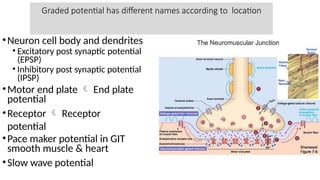 Graded potential has different names according to location
•Neuron cell body and dendrites
• Excitatory post synaptic potential
(EPSP)
• Inhibitory post synaptic potential
(IPSP)
•Motor end plate  End plate
potential
•Receptor  Receptor
potential
•Pace maker potential in GIT
smooth muscle & heart
•Slow wave potential
 
