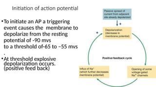 Initiation of action potential
•To initiate an AP a triggering
event causes the membrane to
depolarize from the resting
potential of -90 mvs
to a threshold of-65 to –55 mvs
.
•At threshold explosive
depolarization occurs.
(positive feed back)
 