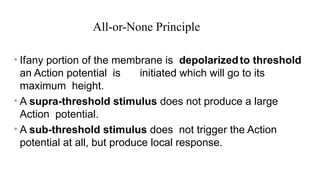 All-or-None Principle
• Ifany portion of the membrane is depolarizedto threshold
an Action potential is initiated which will go to its
maximum height.
• A supra-threshold stimulus does not produce a large
Action potential.
• A sub-threshold stimulus does not trigger the Action
potential at all, but produce local response.
 