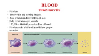 5 The Blood and its composition function | PPTX