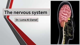 The nervous system
Dr. Luma Al-Zamel
 