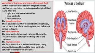 Ventricles of the brain and the cerebrospinal fluid
Within the brain there are four irregular-shaped
cavities, or ventricles, containing cerebrospinal fluid
(CSF).They are:
• right and left lateral ventricles
• third ventricle
• fourth ventricle.
The lateral ventricles
These cavities lie within the cerebral hemispheres,
one on each side of the median plane just below the
corpus callosum.
The third ventricle
The third ventricle is a cavity situated below the
lateral ventricles between the two parts of the
thalamus.
The fourth ventricle
The fourth ventricle is a diamond-shaped cavity
situated below and behind the third ventricle,
between the cerebellum and pons.
 