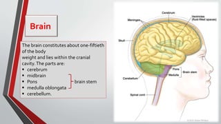 Brain
The brain constitutes about one-fiftieth
of the body
weight and lies within the cranial
cavity.The parts are:
 cerebrum
 midbrain
 Pons brain stem
 medulla oblongata
 cerebellum.
 
