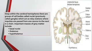 Deep within the cerebral hemispheres there are
groups of cell bodies called nuclei (previously
called ganglia) which act as relay stations where
impulses are passed from one neuron to the next
in a chain. Important masses of grey matter
include:
• basal nuclei
• thalamus
• hypothalamus
 