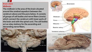 Brain stem
Midbrain
The midbrain is the area of the brain situated
around the cerebral aqueduct between the
cerebrum above and the pons below. It consists
of groups of cell bodies and nerve fibers (tracts)
which connect the cerebrum with lower parts of
the brain and with the spinal cord.The cell bodies
act as relay stations for the ascending and
descending nerve fibers.
 