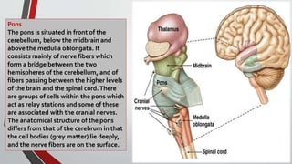Pons
The pons is situated in front of the
cerebellum, below the midbrain and
above the medulla oblongata. It
consists mainly of nerve fibers which
form a bridge between the two
hemispheres of the cerebellum, and of
fibers passing between the higher levels
of the brain and the spinal cord.There
are groups of cells within the pons which
act as relay stations and some of these
are associated with the cranial nerves.
The anatomical structure of the pons
differs from that of the cerebrum in that
the cell bodies (grey matter) lie deeply,
and the nerve fibers are on the surface.
 