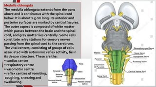 Medulla oblongata
The medulla oblongata extends from the pons
above and is continuous with the spinal cord
below. It is about 2.5 cm long. Its anterior and
posterior surfaces are marked by central fissures.
The outer aspect is composed of white matter
which passes between the brain and the spinal
cord, and grey matter lies centrally. Some cells
constitute relay stations for sensory nerves
passing from the spinal cord to the cerebrum.
The vital centers, consisting of groups of cells
associated with autonomic reflex activity, lie in
its deeper structure. These are the:
• cardiac centre
• respiratory centre
• vasomotor centre
• reflex centres of vomiting,
coughing, sneezing and
swallowing.
 
