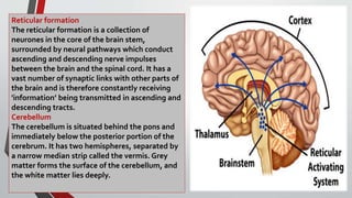 Reticular formation
The reticular formation is a collection of
neurones in the core of the brain stem,
surrounded by neural pathways which conduct
ascending and descending nerve impulses
between the brain and the spinal cord. It has a
vast number of synaptic links with other parts of
the brain and is therefore constantly receiving
'information’ being transmitted in ascending and
descending tracts.
Cerebellum
The cerebellum is situated behind the pons and
immediately below the posterior portion of the
cerebrum. It has two hemispheres, separated by
a narrow median strip called the vermis. Grey
matter forms the surface of the cerebellum, and
the white matter lies deeply.
 