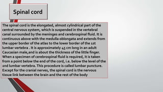 Spinal cord
The spinal cord is the elongated, almost cylindrical part of the
central nervous system, which is suspended in the vertebral
canal surrounded by the meninges and cerebrospinal fluid. It is
continuous above with the medulla oblongata and extends from
the upper border of the atlas to the lower border of the 1st
lumbar vertebra . It is approximately 45 cm long in an adult
Caucasian male,and is about the thickness of the little finger.
When a specimen of cerebrospinal fluid is required, it is taken
from a point below the end of the cord, i.e. below the level of the
2nd lumbar vertebra.This procedure is called lumbar puncture.
Except for the cranial nerves, the spinal cord is the nervous
tissue link between the brain and the rest of the body
 
