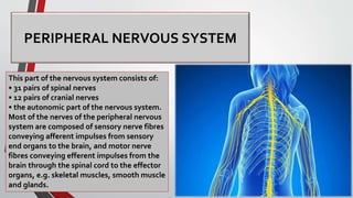 PERIPHERAL NERVOUS SYSTEM
This part of the nervous system consists of:
• 31 pairs of spinal nerves
• 12 pairs of cranial nerves
• the autonomic part of the nervous system.
Most of the nerves of the peripheral nervous
system are composed of sensory nerve fibres
conveying afferent impulses from sensory
end organs to the brain, and motor nerve
fibres conveying efferent impulses from the
brain through the spinal cord to the effector
organs, e.g. skeletal muscles, smooth muscle
and glands.
 