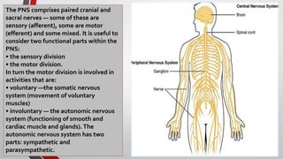 The PNS comprises paired cranial and
sacral nerves — some of these are
sensory (afferent), some are motor
(efferent) and some mixed. It is useful to
consider two functional parts within the
PNS:
• the sensory division
• the motor division.
In turn the motor division is involved in
activities that are:
• voluntary —the somatic nervous
system (movement of voluntary
muscles)
• involuntary — the autonomic nervous
system (functioning of smooth and
cardiac muscle and glands).The
autonomic nervous system has two
parts: sympathetic and
parasympathetic.
 
