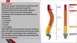 Spinal nerves
There are 31 pairs of spinal nerves that leave the
vertebral canal by passing through the
intervertebral foramina formed by adjacent
vertebrae.They are named and grouped
according to the vertebrae with which they are
associated:
• 8 cervical
• 12 thoracic
• 5 lumbar
• 5 sacral
• 1 coccygeal.
Although there are only seven cervical vertebrae,
there are eight nerves because the first pair leave
the vertebral canal between the occipital bone
and the atlas and the eighth pair leave below the
last cervical vertebra.
 
