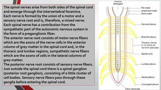 The spinal nerves arise from both sides of the spinal cord
and emerge through the intervertebral foramina.
Each nerve is formed by the union of a motor and a
sensory nerve root and is, therefore, a mixed nerve.
Each spinal nerve has a contribution from the
sympathetic part of the autonomic nervous system in
the form of a preganglionic fiber.
The anterior nerve root consists of motor nerve fibers
which are the axons of the nerve cells in the anterior
column of grey matter in the spinal cord and, in the
thoracic and lumbar regions, sympathetic nerve fibers
which are the axons of cells in the lateral columns of
grey matter.
The posterior nerve root consists of sensory nerve fibers.
Just outside the spinal cord there is a spinal ganglion
(posterior root ganglion), consisting of a little cluster of
cell bodies. Sensory nerve fibers pass through these
ganglia before entering the spinal cord.
 