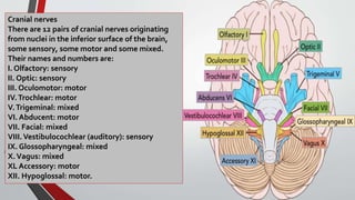 Cranial nerves
There are 12 pairs of cranial nerves originating
from nuclei in the inferior surface of the brain,
some sensory, some motor and some mixed.
Their names and numbers are:
I. Olfactory: sensory
II. Optic: sensory
III. Oculomotor: motor
IV.Trochlear: motor
V.Trigeminal: mixed
VI. Abducent: motor
VII. Facial: mixed
VIII.Vestibulocochlear (auditory): sensory
IX. Glossopharyngeal: mixed
X.Vagus: mixed
XL Accessory: motor
XII. Hypoglossal: motor.
 
