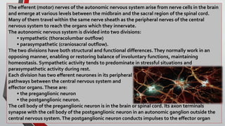 The efferent (motor) nerves of the autonomic nervous system arise from nerve cells in the brain
and emerge at various levels between the midbrain and the sacral region of the spinal cord.
Many of them travel within the same nerve sheath as the peripheral nerves of the central
nervous system to reach the organs which they innervate.
The autonomic nervous system is divided into two divisions:
• sympathetic (thoracolumbar outflow)
• parasympathetic (craniosacral outflow).
The two divisions have both structural and functional differences.They normally work in an
opposing manner, enabling or restoring balance of involuntary functions, maintaining
homeostasis. Sympathetic activity tends to predominate in stressful situations and
parasympathetic activity during rest.
Each division has two efferent neurones in its peripheral
pathways between the central nervous system and
effector organs.These are:
• the preganglionic neuron
• the postganglionic neuron.
The cell body of the preganglionic neuron is in the brain or spinal cord. Its axon terminals
synapse with the cell body of the postganglionic neuron in an autonomic ganglion outside the
central nervous system.The postganglionic neuron conducts impulses to the effector organ
 
