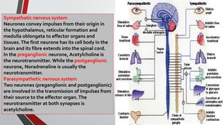 Sympathetic nervous system
Neurones convey impulses from their origin in
the hypothalamus, reticular formation and
medulla oblongata to effector organs and
tissues.The first neurone has its cell body in the
brain and its fibre extends into the spinal cord.
In the preganglionic neurone, Acetylcholine is
the neurotransmitter. While the postganglionic
neurone, Noradrenaline is usually the
neurotransmitter.
Parasympathetic nervous system
Two neurones (preganglionic and postganglionic)
are involved in the transmission of impulses from
their source to the effector organ.The
neurotransmitter at both synapses is
acetylcholine.
 