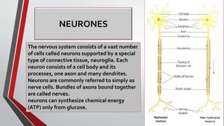 NEURONES
The nervous system consists of a vast number
of cells called neurons supported by a special
type of connective tissue, neuroglia. Each
neuron consists of a cell body and its
processes, one axon and many dendrites.
Neurons are commonly referred to simply as
nerve cells. Bundles of axons bound together
are called nerves.
neurons can synthesize chemical energy
(ATP) only from glucose.
 