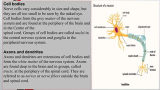 Cell bodies
Nerve cells vary considerably in size and shape, but
they are all too small to be seen by the naked eye.
Cell bodies form the grey matter of the nervous
system and are found at the periphery of the brain and
in the Centre of the
spinal cord. Groups of cell bodies are called nuclei in
the central nervous system and ganglia in the
peripheral nervous system.
Axons and dendrites
Axons and dendrites are extensions of cell bodies and
form the white matter of the nervous system. Axons
are found deep in the brain and in groups, called
tracts, at the periphery of the spinal cord. They are
referred to as nerves or nerve fibers outside the brain
and spinal cord.
 