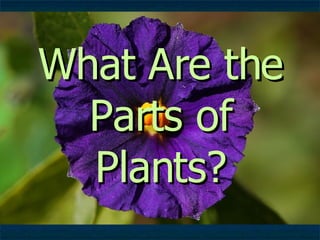 What Are the Parts of Plants? 
