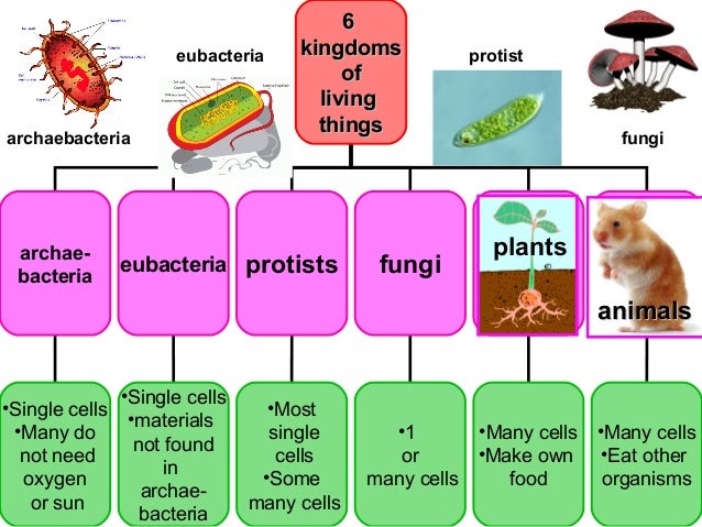 Do Archaebacteria Get Food From The Sun Do Archaebacteria Get Food From The Sun