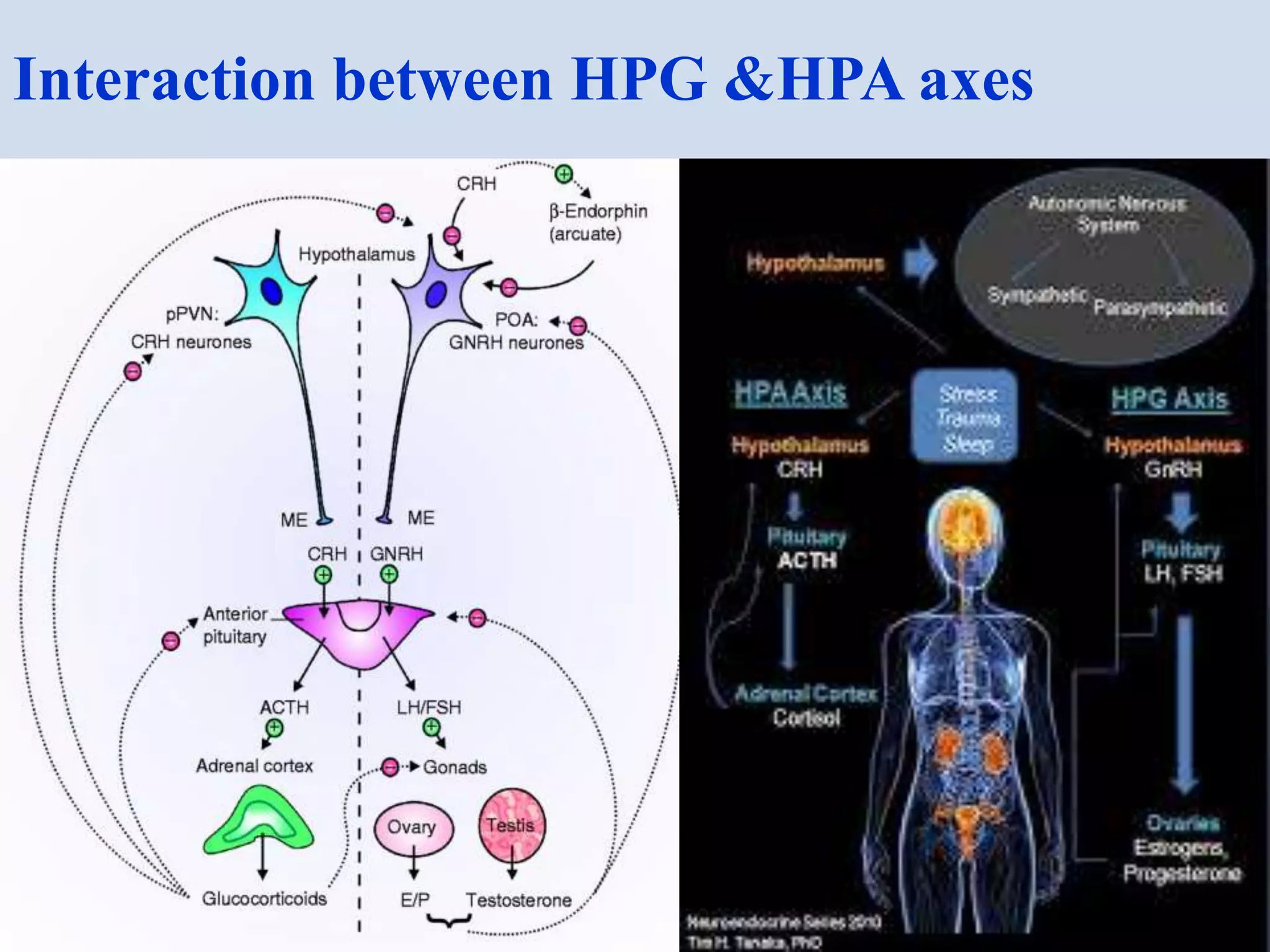 Interaction between HPG &HPA axes
 
