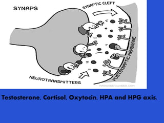 Testosterone, Cortisol, Oxytocin, HPA and HPG axis.
 