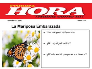 www.laraza.com ~ Desde 1970
La Mariposa Embarazada
● Una mariposa embarazada
● ¿No hay algodoncillos?
● ¿Dónde tendrá que poner sus huevos?
 