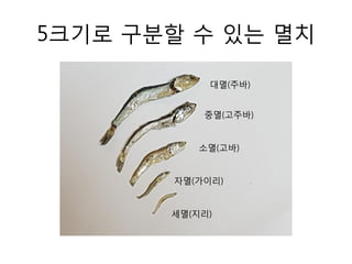 5크기로 구분할 수 있는 멸치
세멸(지리)
자멸(가이리)
소멸(고바)
중멸(고주바)
대멸(주바)
 