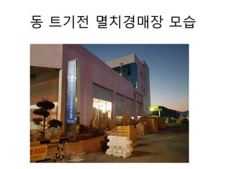 동 트기전 멸치경매장 모습
 