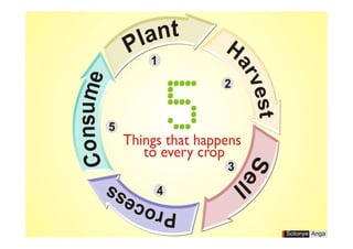 5 things that happens to every crop by sotonye anga