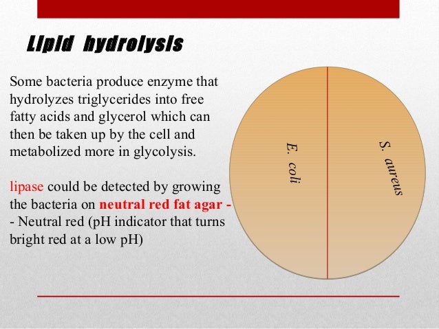 lipid hydrolysis